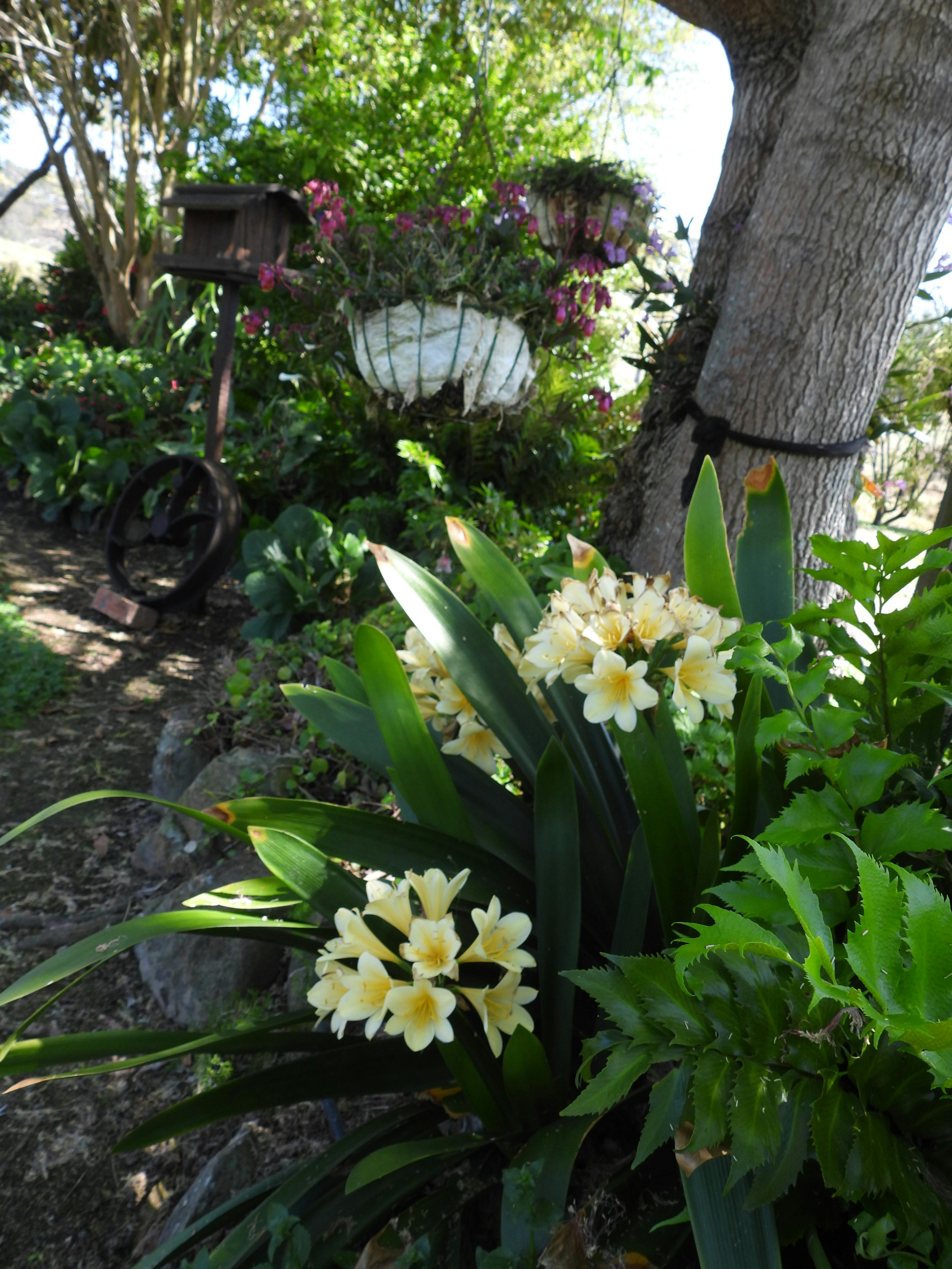 Clivias