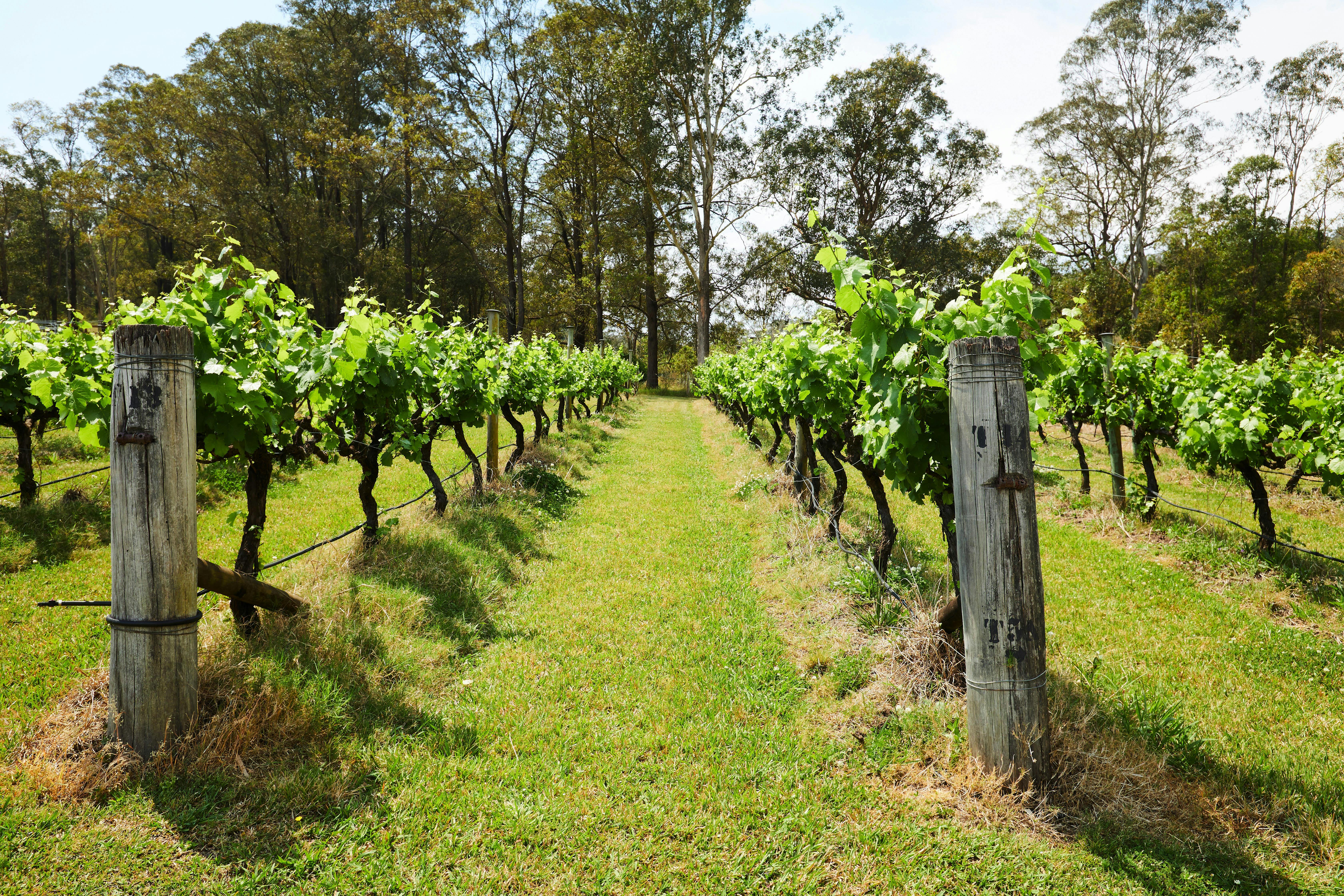 Several rows of Verdelho vines in full green growth & gumtrees in the background