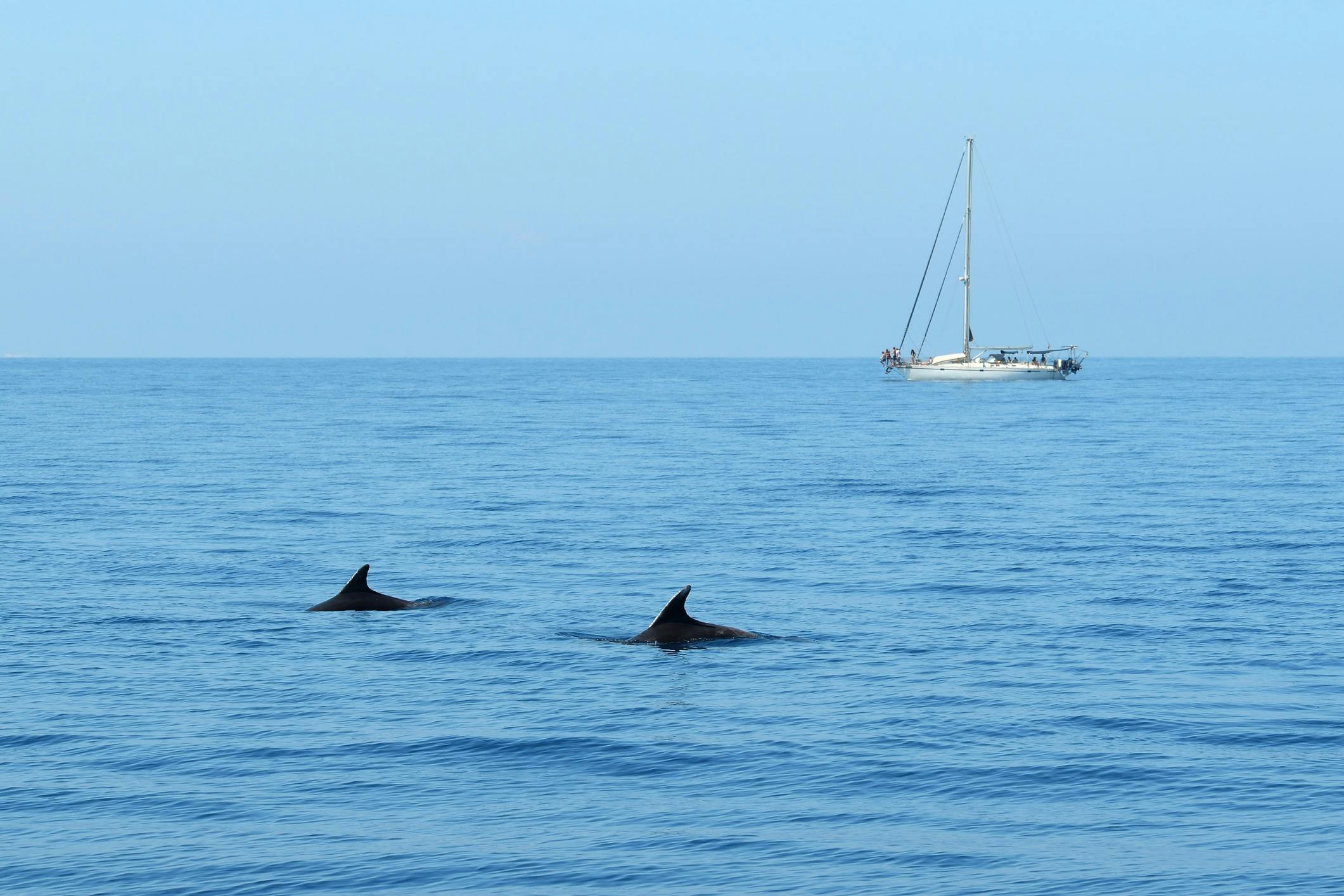 Dolphin cruise