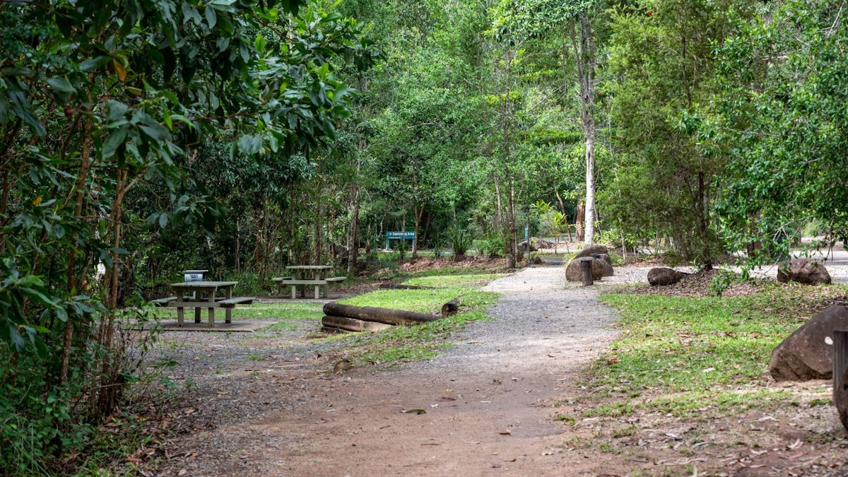 Picnic tables among the rainforest.