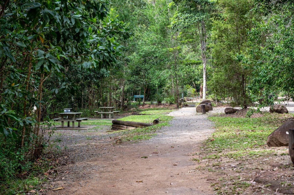 Picnic tables among the rainforest.