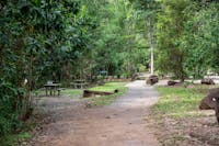 Picnic tables among the rainforest.