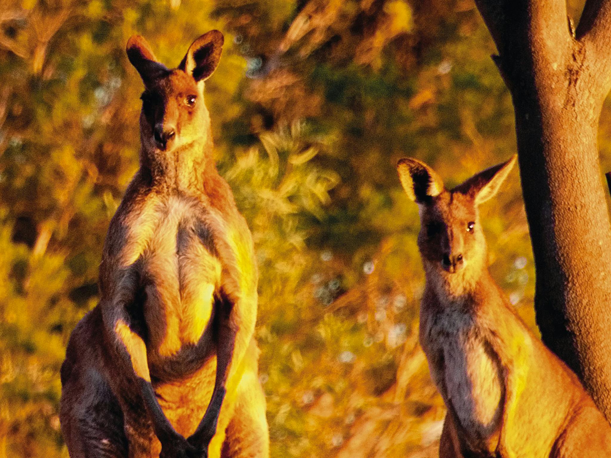 Back Roads To Winton Drive Journeys Queensland