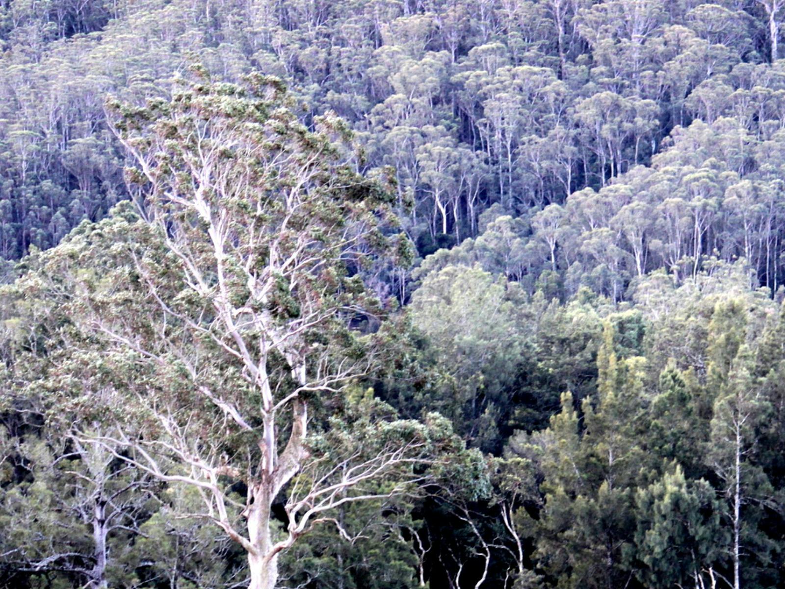 Belanglo State Forest