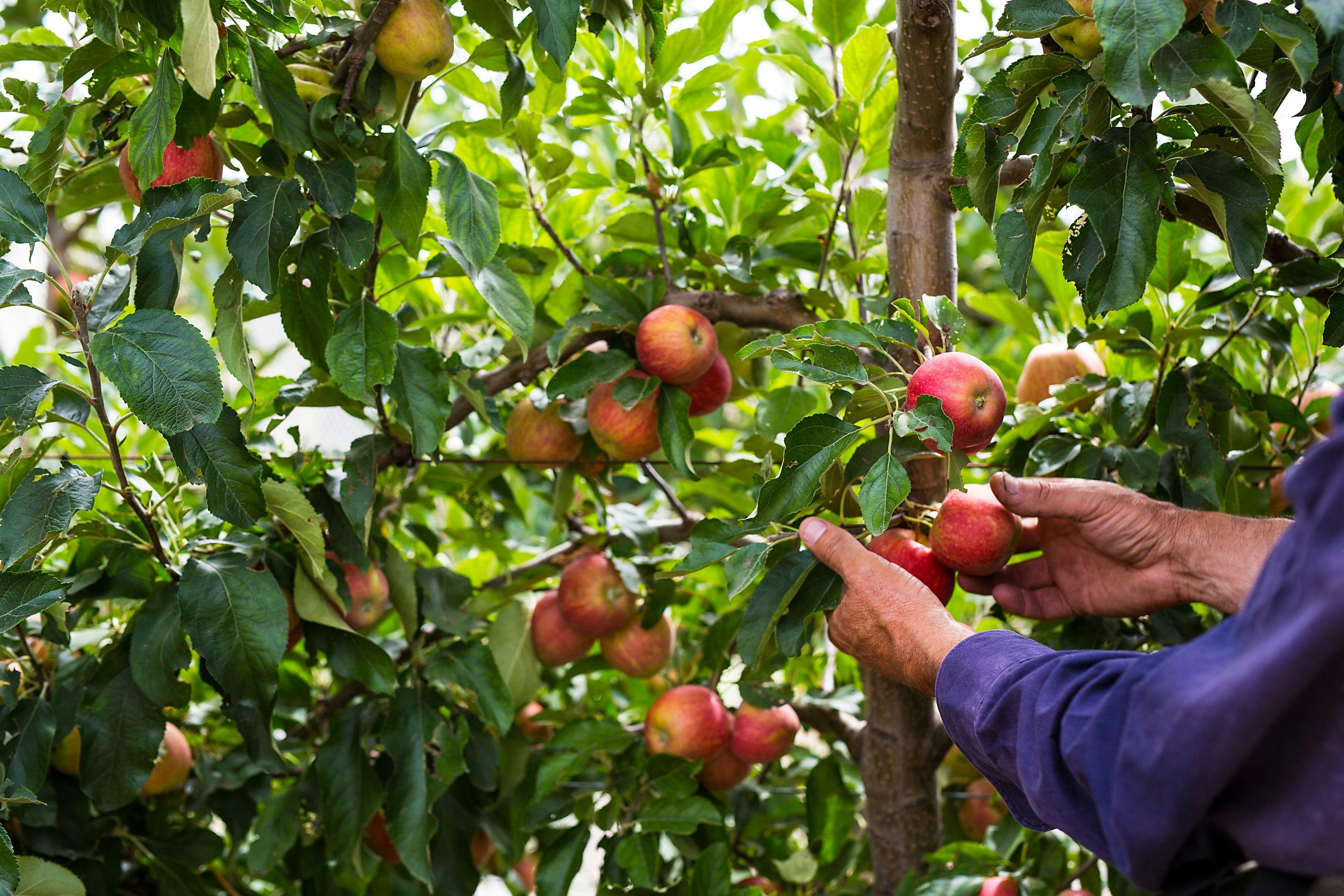 McCarthy's Orchard,  Fleurieu Peninsula