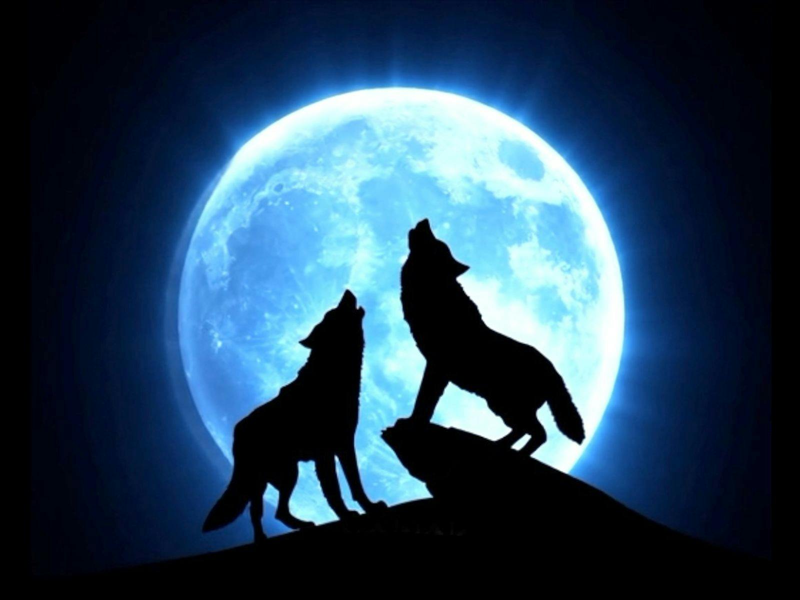 Two wolves howling with a blue full moon in the background.