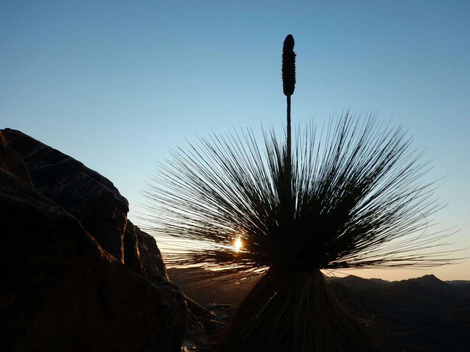 Desert flora