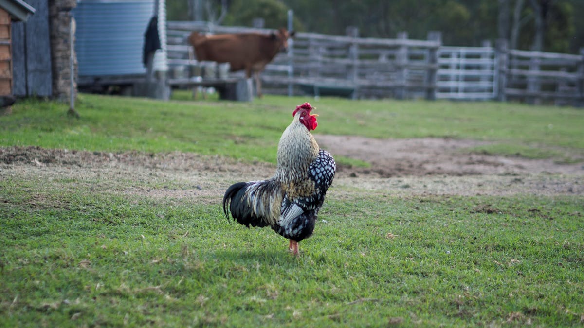 Rooster