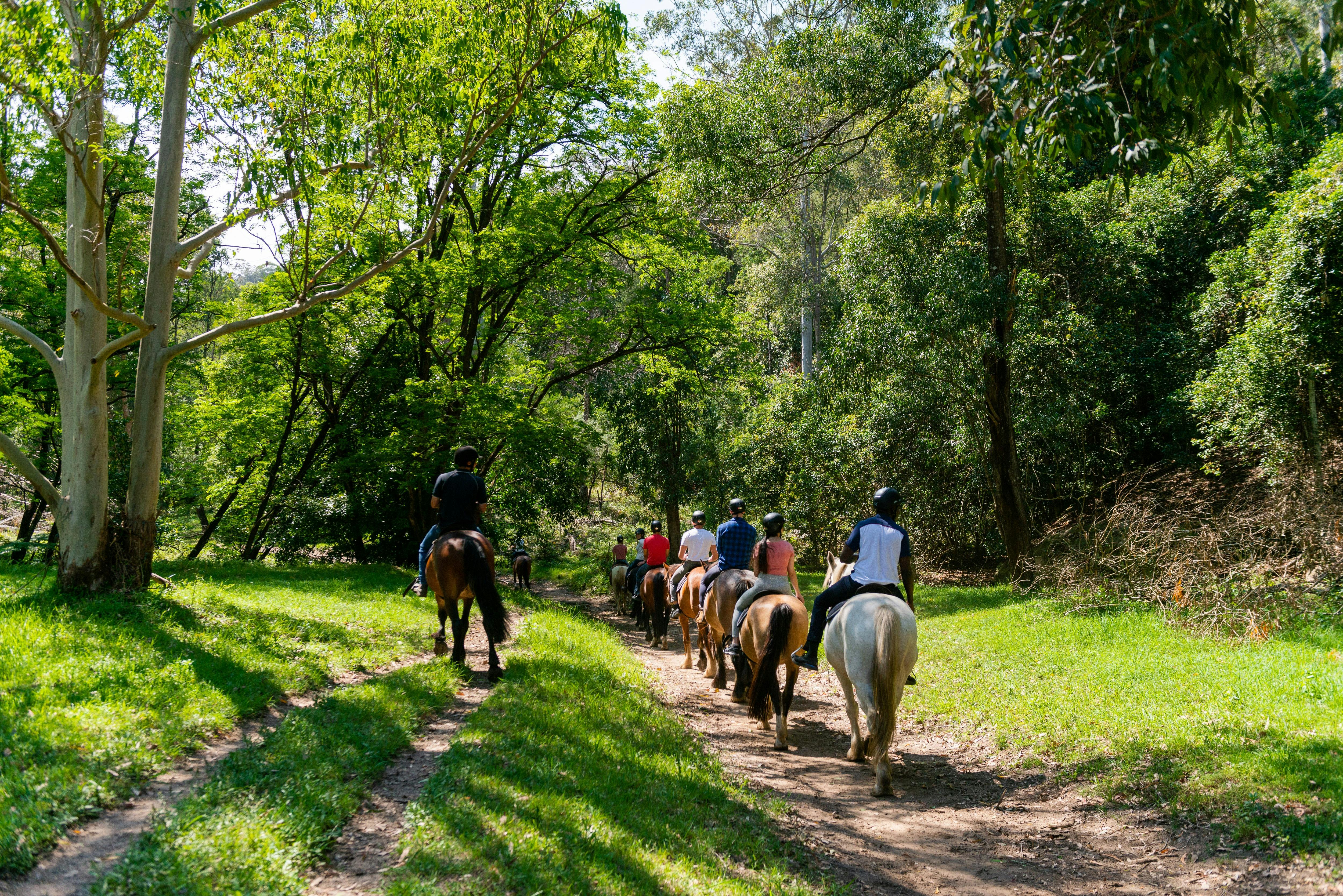 Horse Riding Glenworth valley wilderness adventures