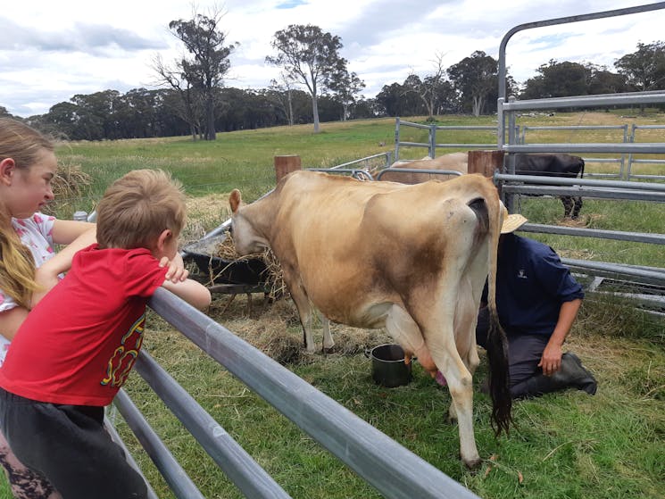 Meet Duchess and Memory our Jersey milking cows
