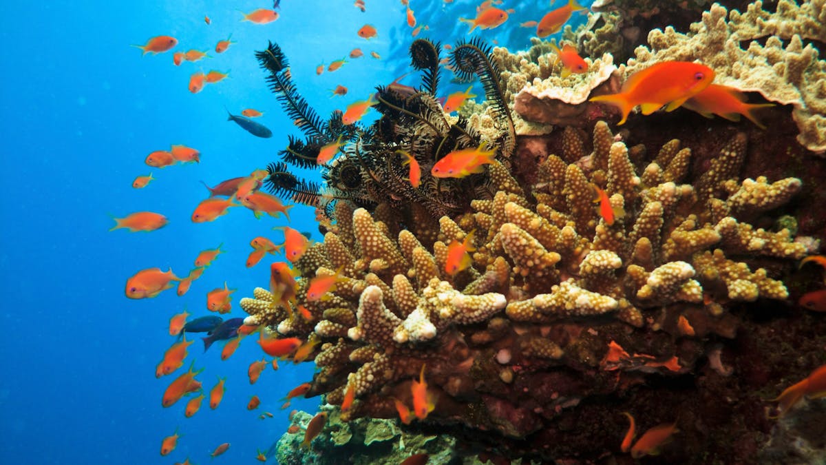 Close up of coral, fish and other colourful marine life