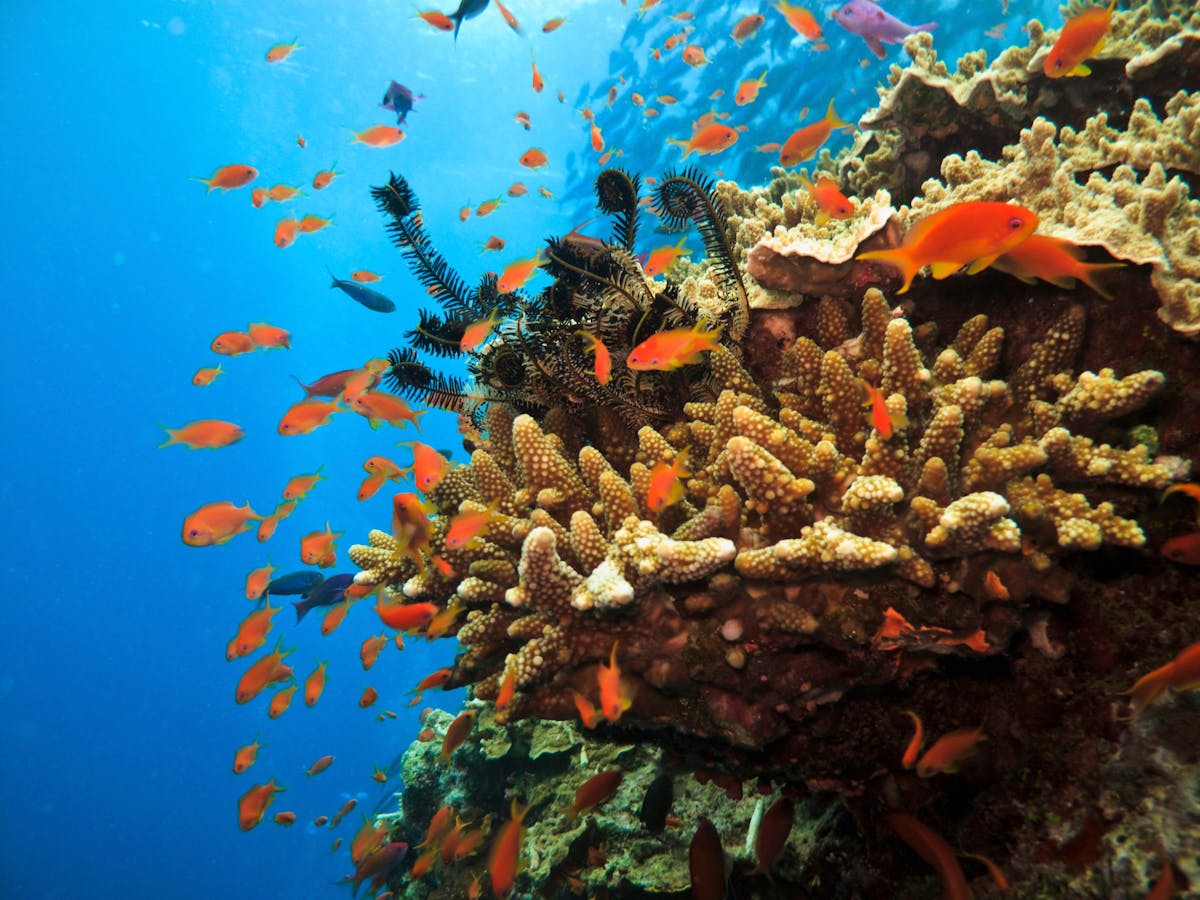 Close up of coral, fish and other colourful marine life