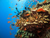 Close up of coral, fish and other colourful marine life