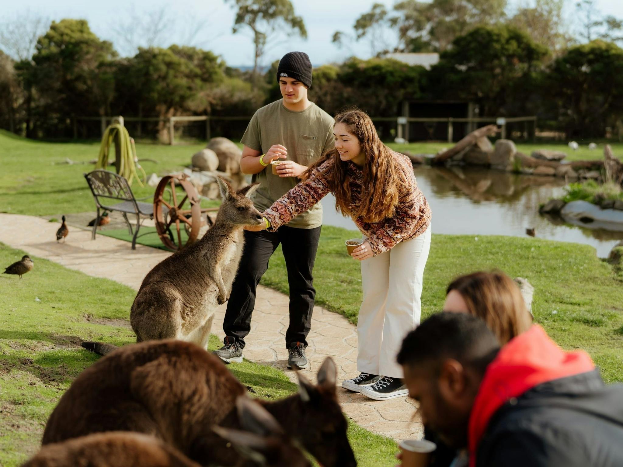 Kangaroo Feeding