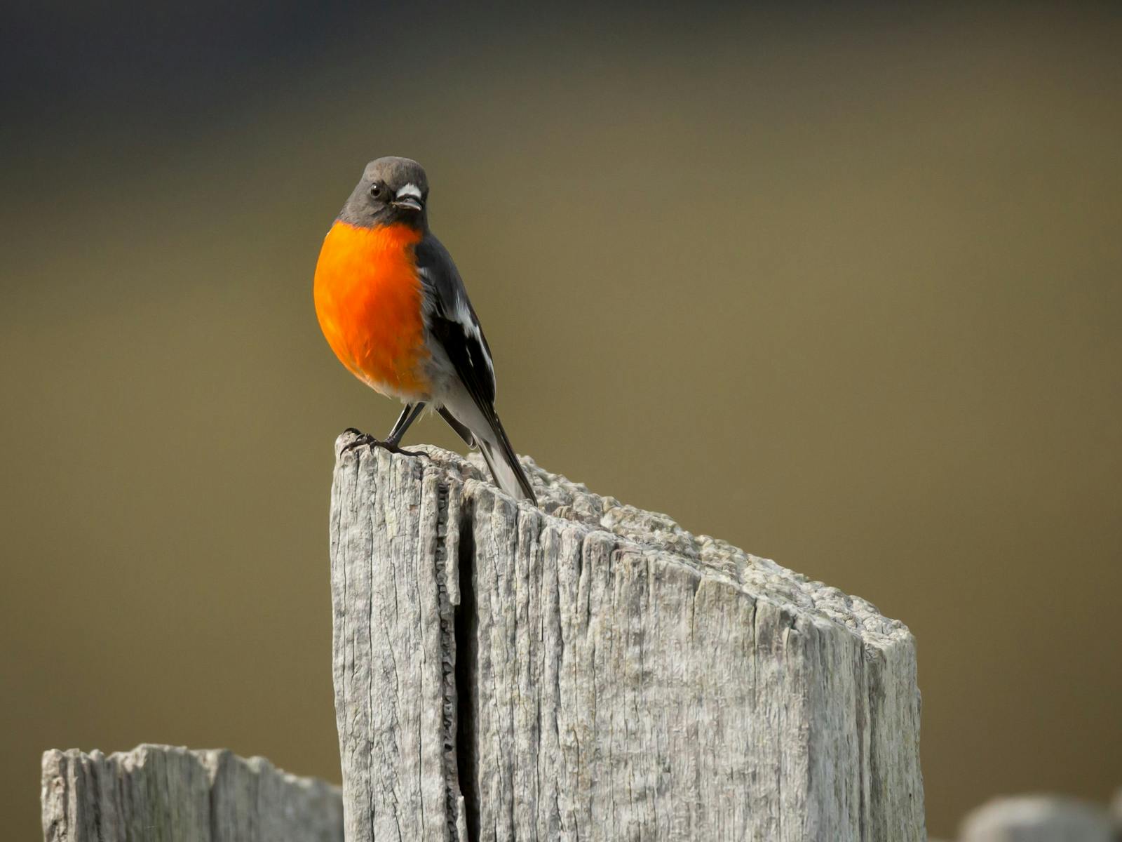 Flame Robin perched on fence post
