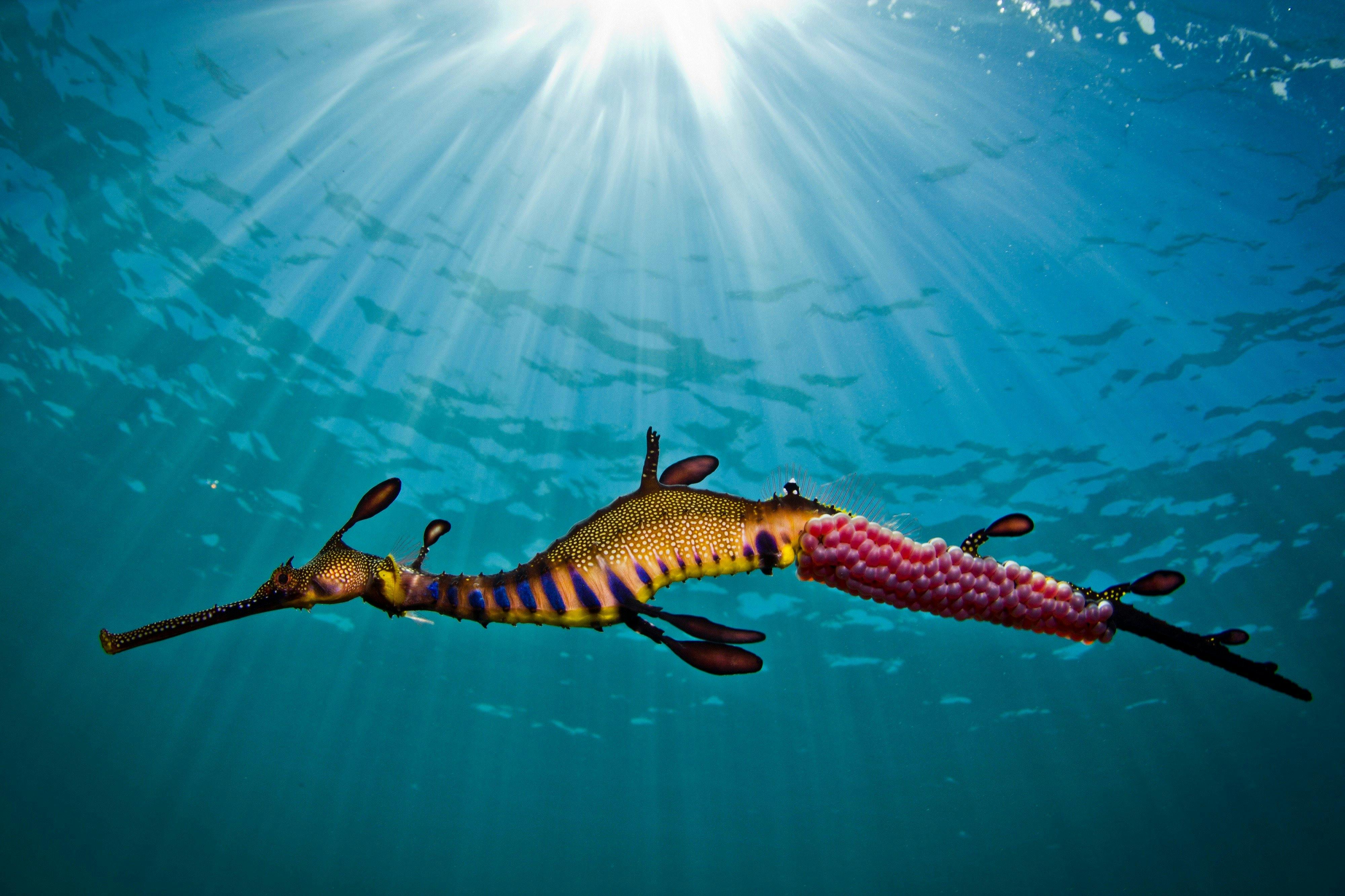 Weedy Sea Dragon, Portsea, Mornington Peninsula