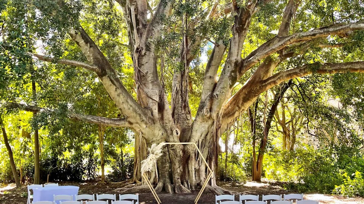 Brisbane City Botanical wedding