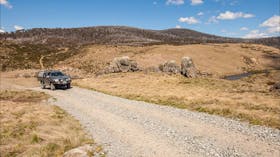 Four Mile Hut Walk