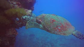 Yongala Turtle