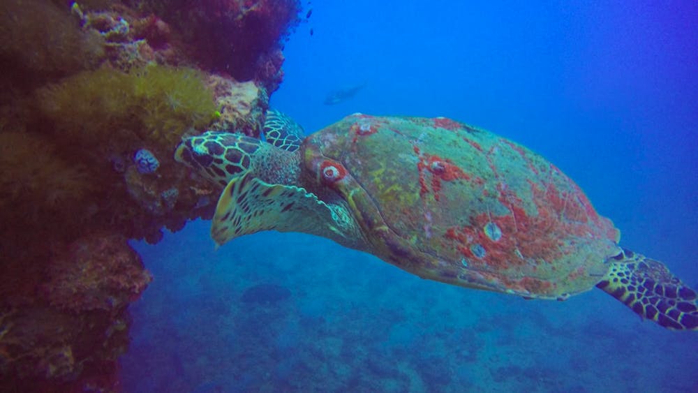 Pleasure Divers Magnetic Island