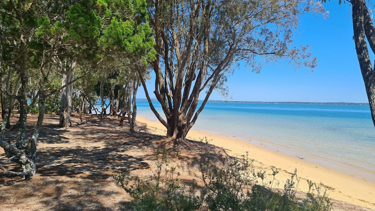Coastal vegetation next to a beach and ocean.