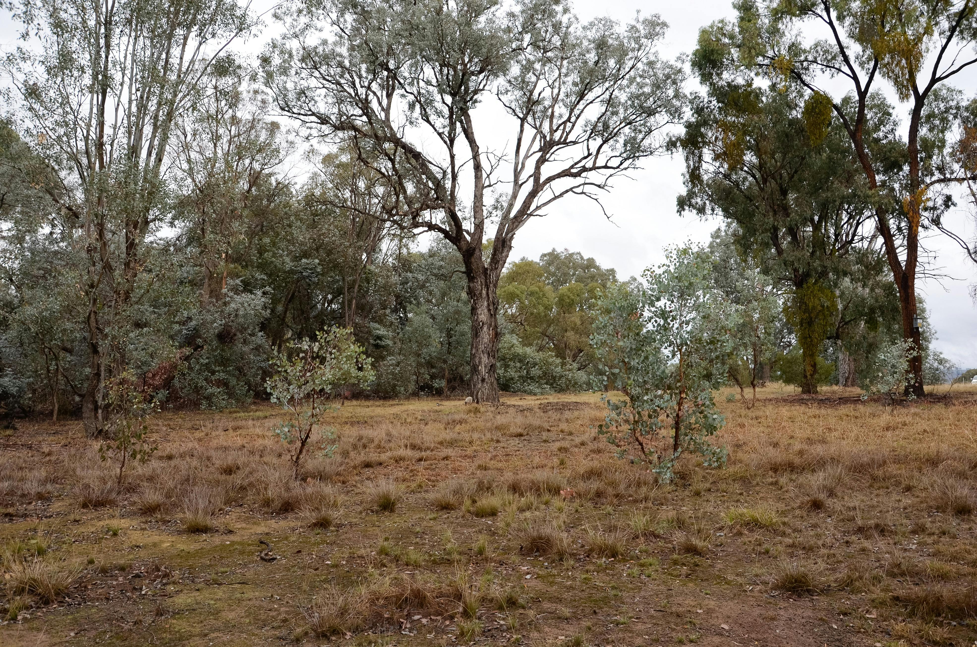 A small clearing at Stringybark Reserve