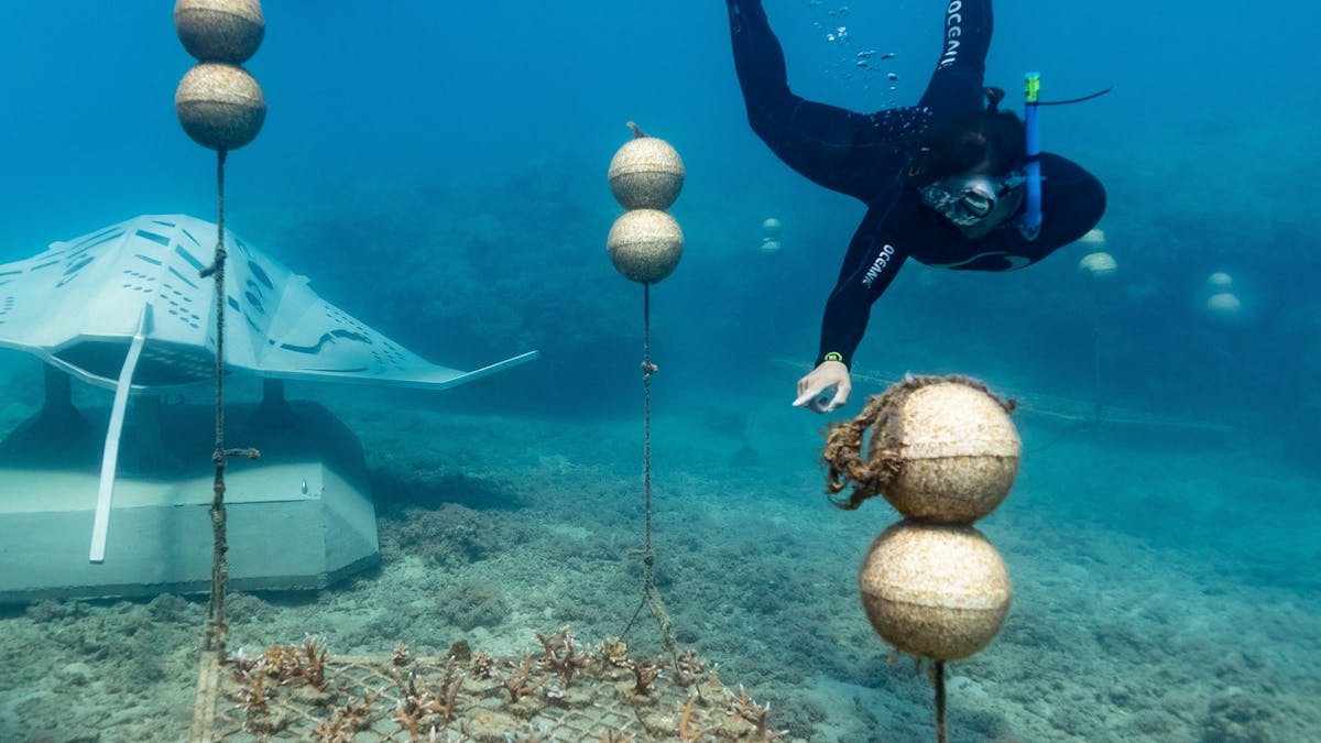 Diver near to the Manta Ray sculpture
