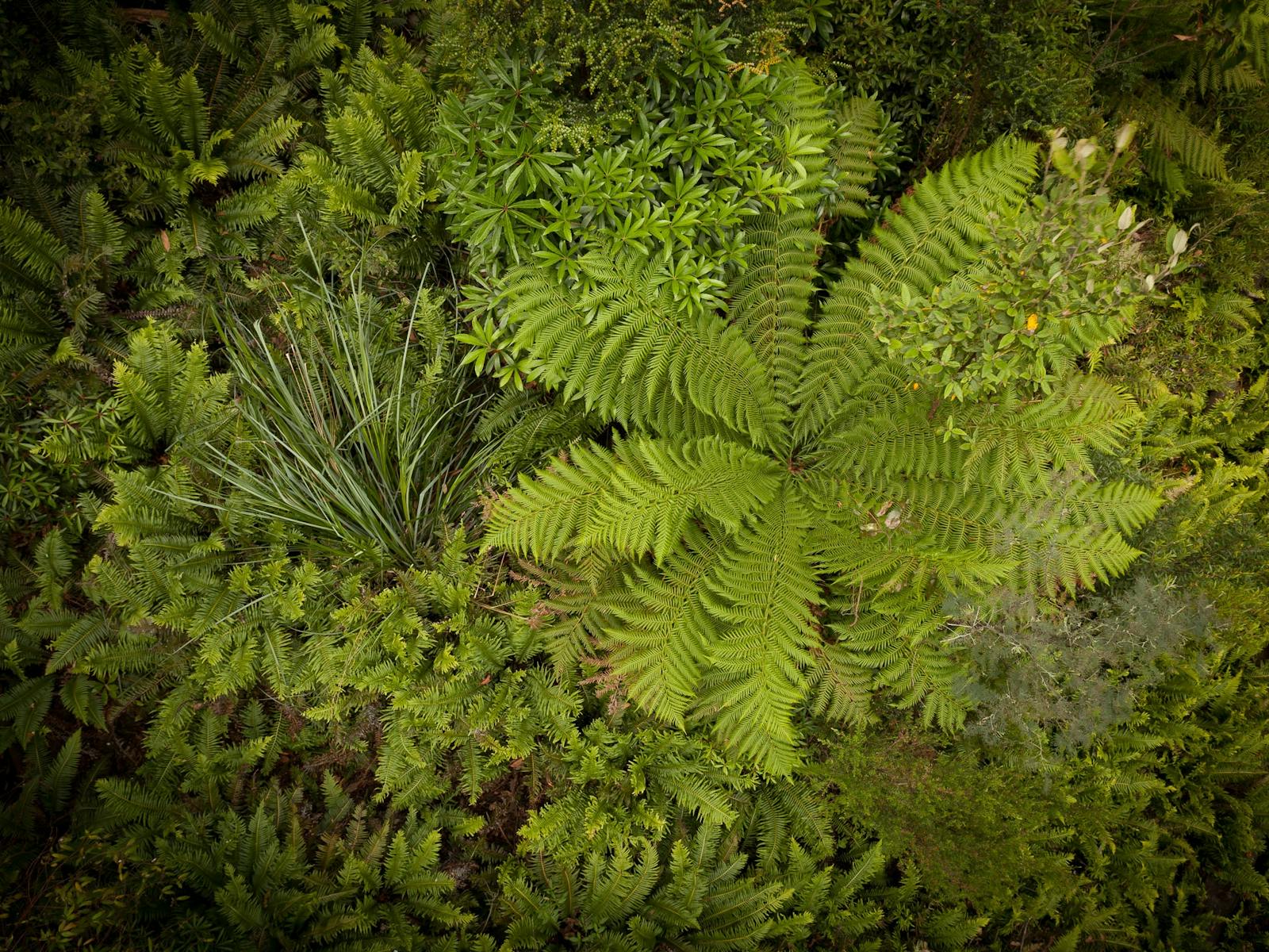 Lush forests of ferns, looking down from Tahune Airwalk - with Shutterbug Walkabouts