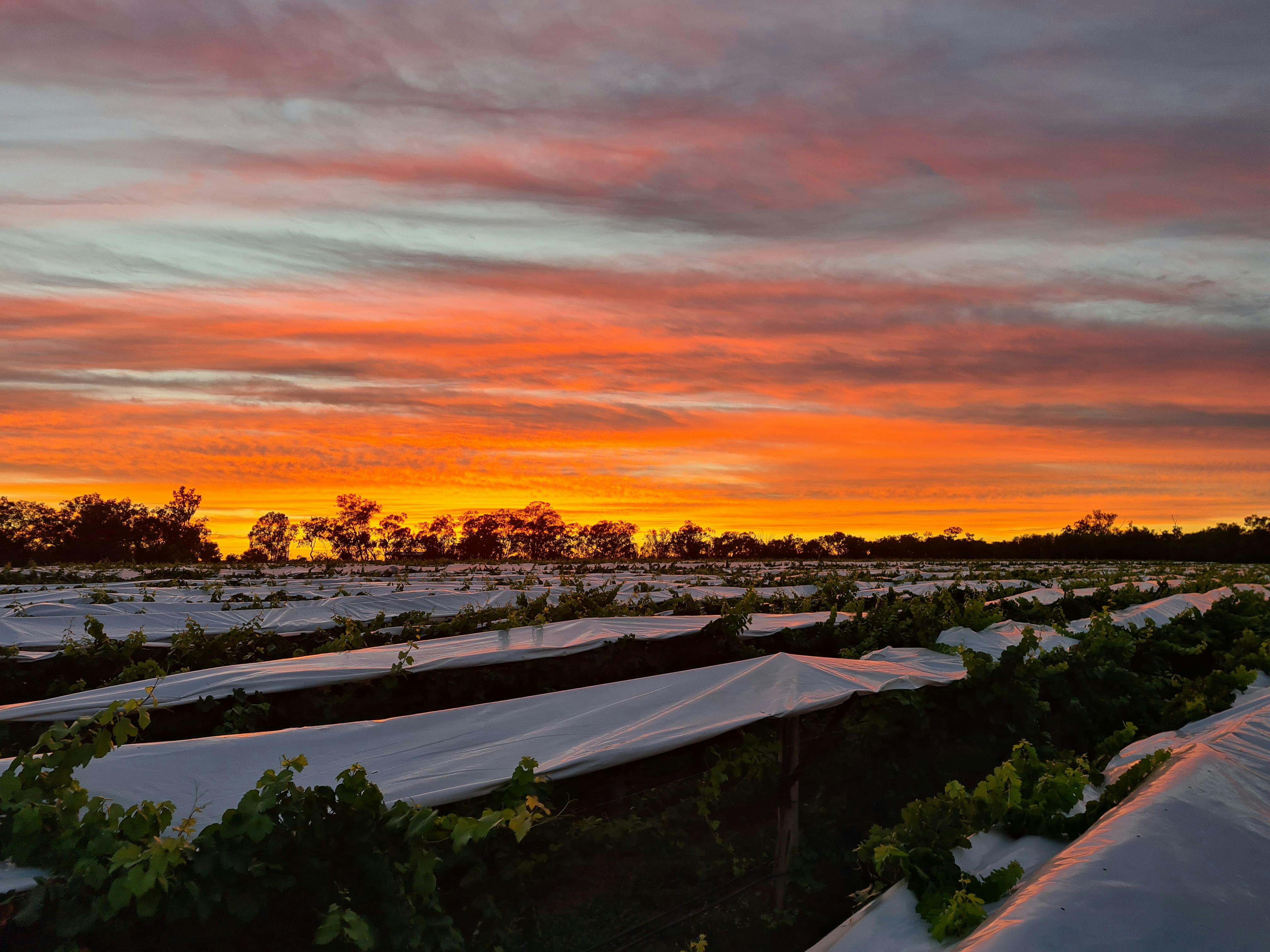 Riversands Vineyards