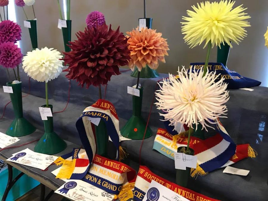 Dahlia exhibits at Kiama Show Pavilion