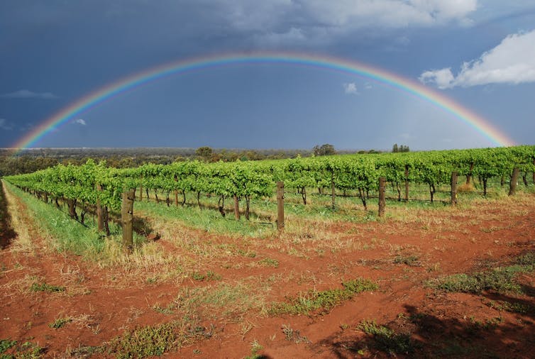 Whistling Kite Biodynamic Wines