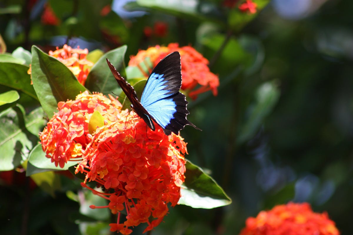 The electric blue wings of the Ulysses Butterfly that is found in the Daintree National Park.