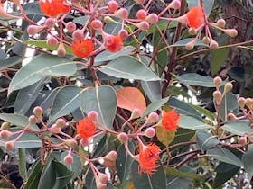Flowering Gum at Greenrise Penola