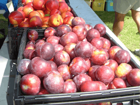 The Farmers Market on Manning