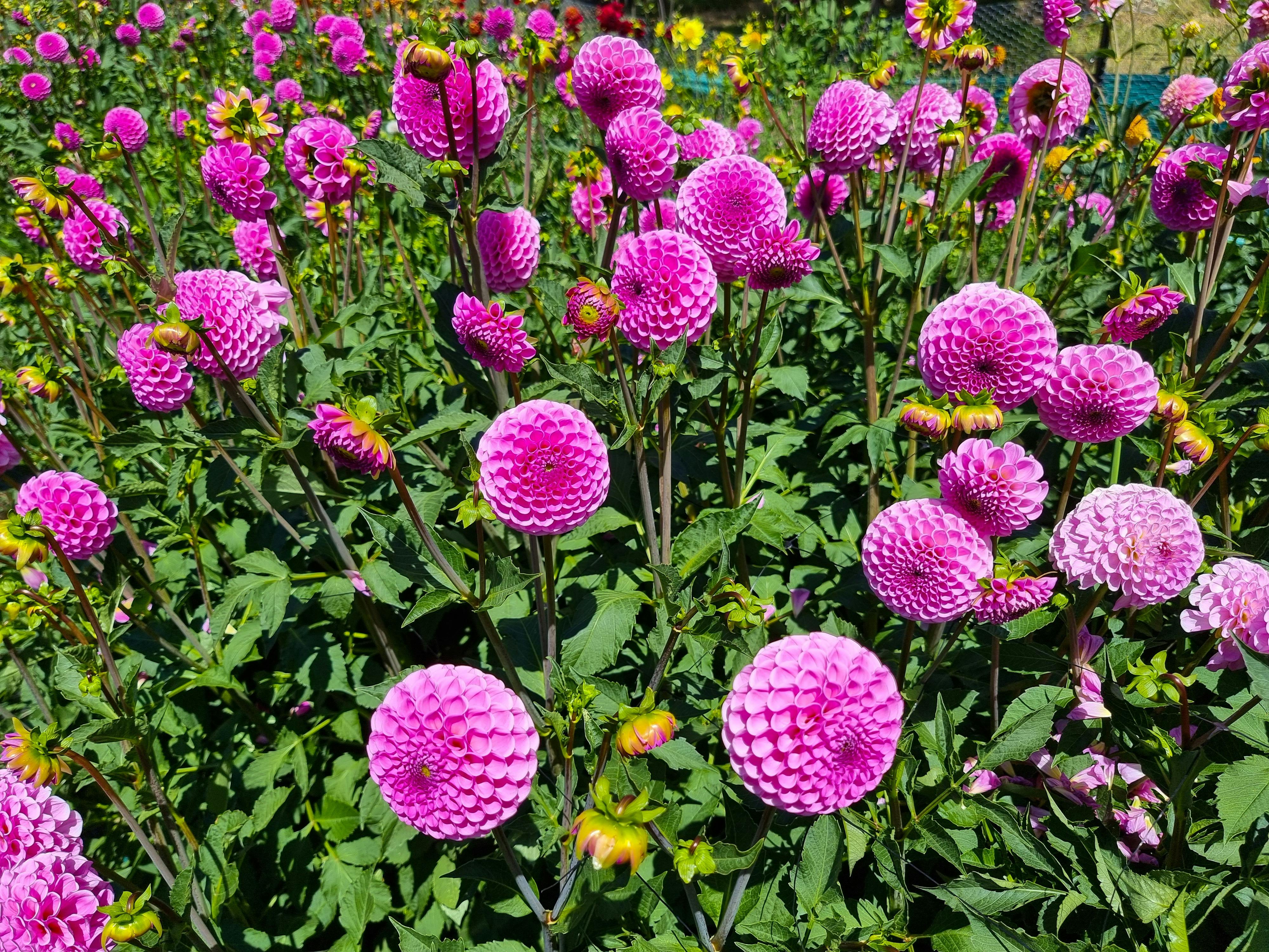 Summer garden tourism. Dahlia, The patch,
