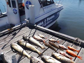 Fish on the dock