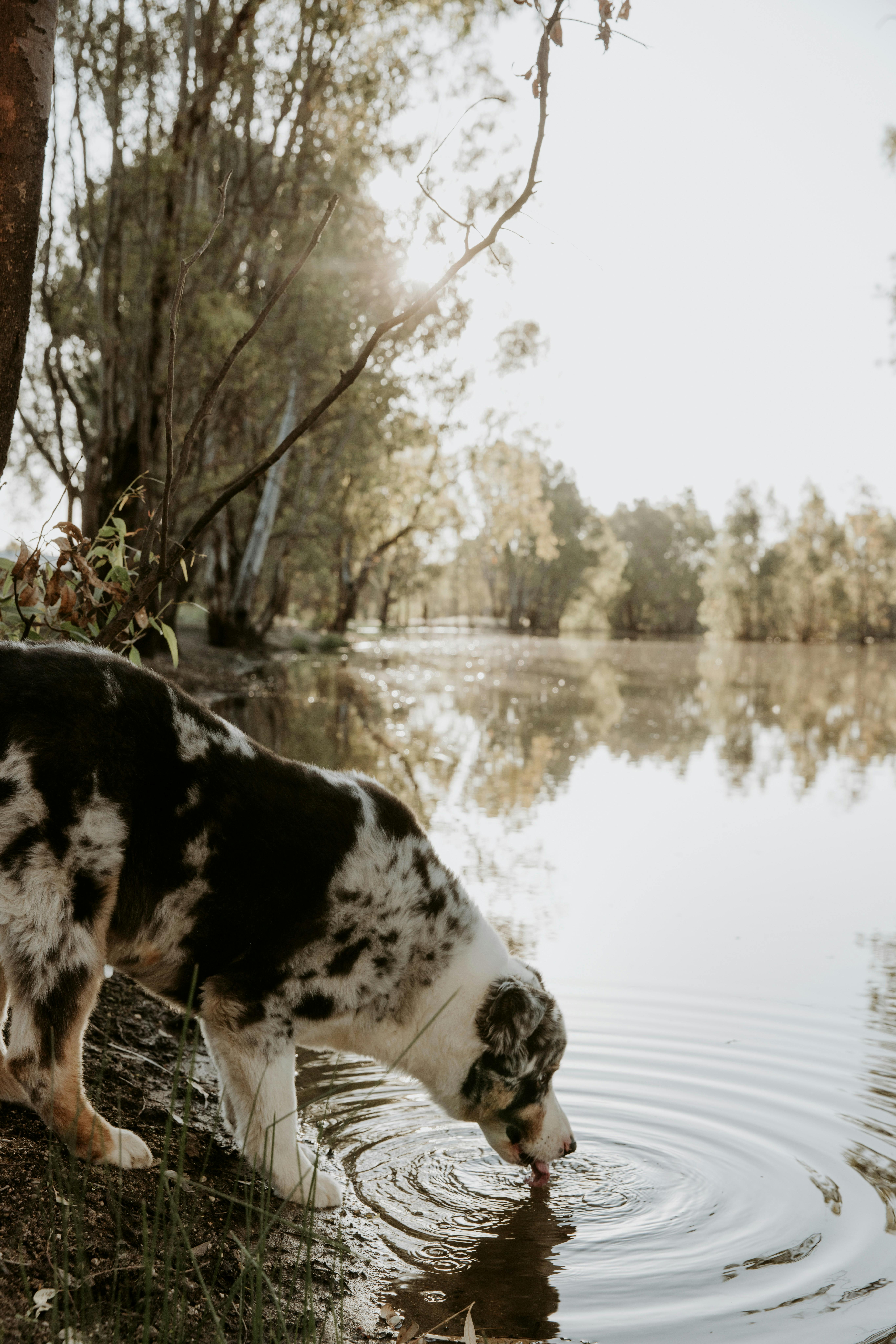 An Australian Shepherd dog with mottled black and white fur drinking from a lagoon.