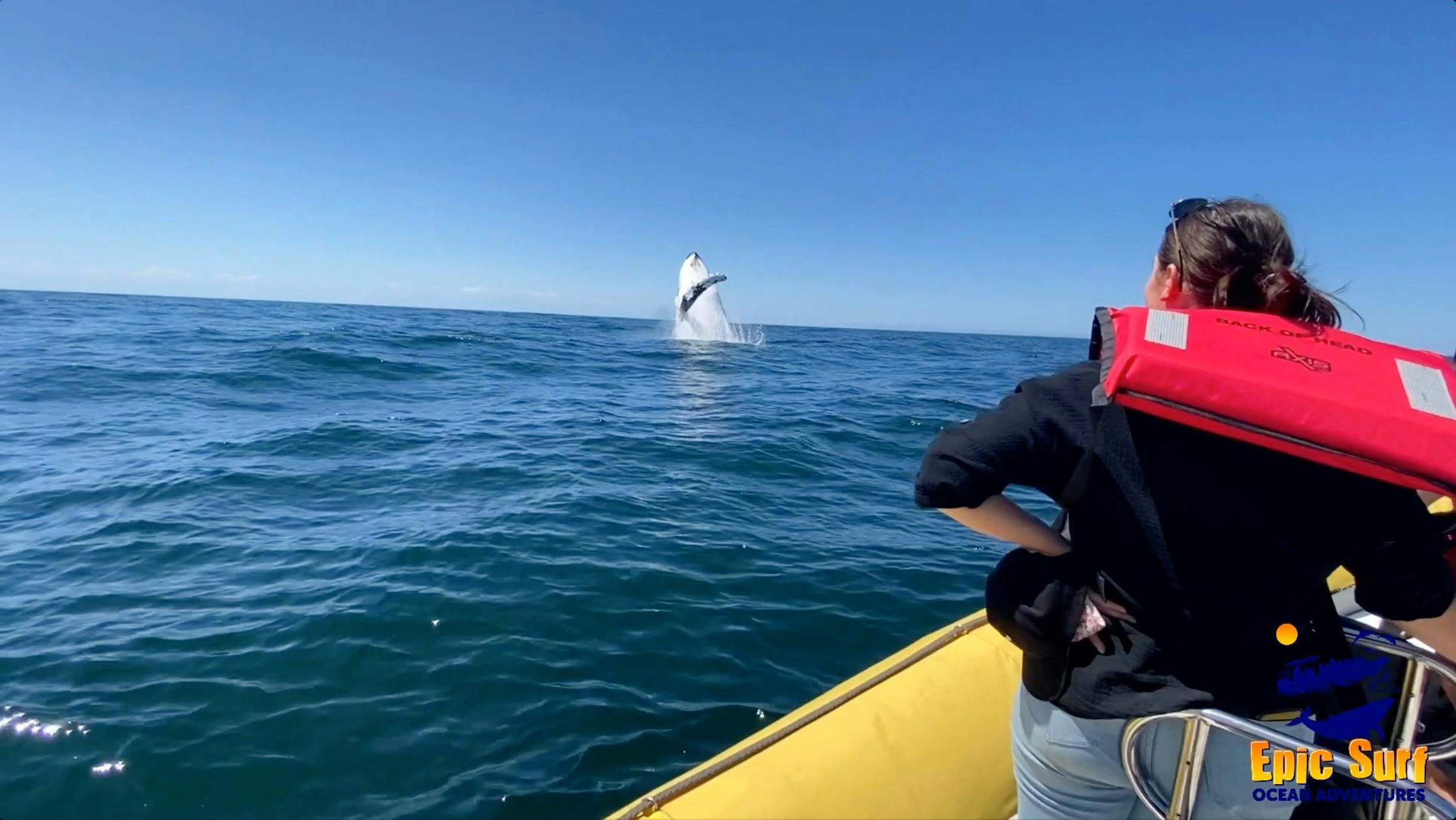 Whale breach  Forster Epic Surf