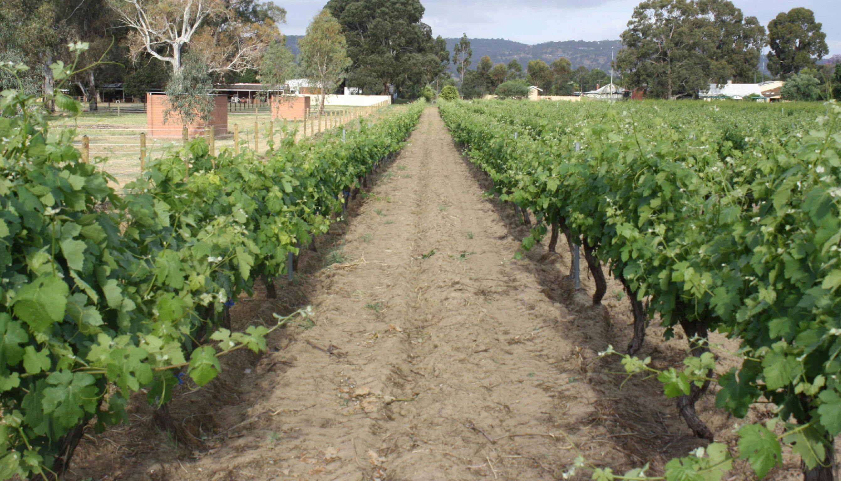 Organic Wine Tour and Tasting