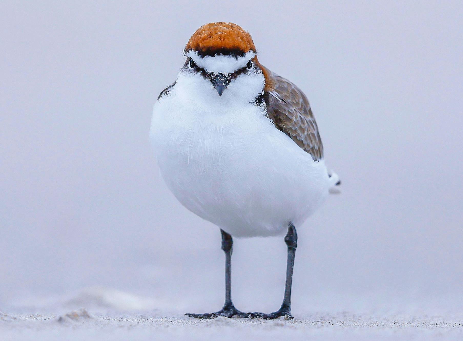 Red-capped plover, Robbins island