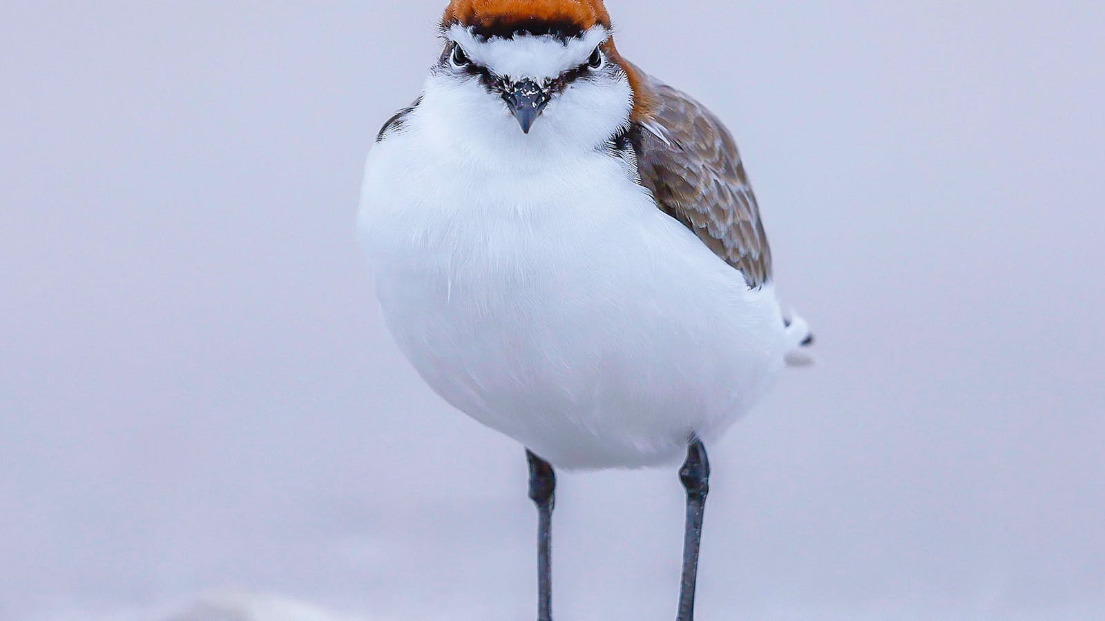Red-capped plover, Robbins island