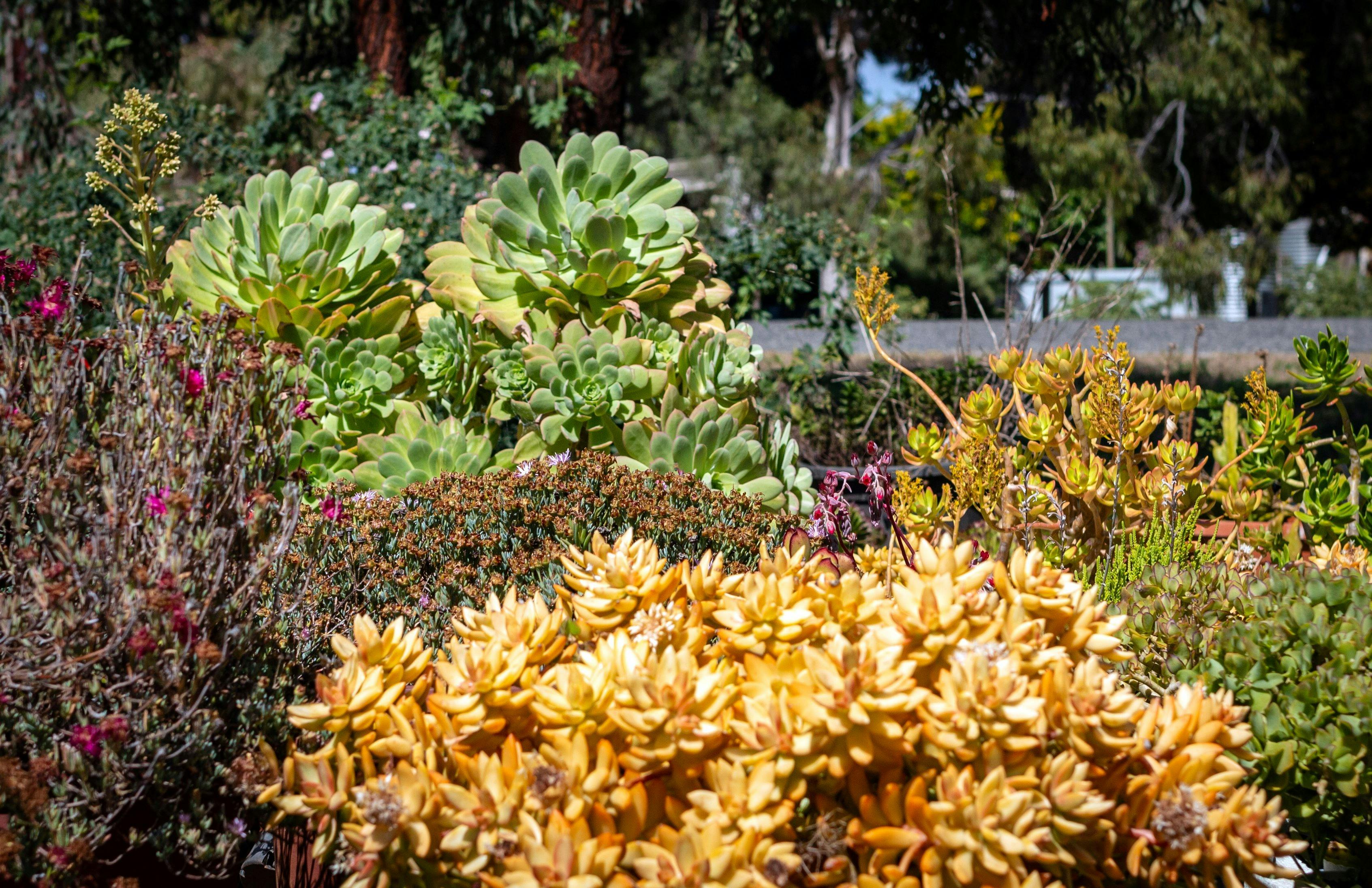 Succulents galore in this waterwise gardens