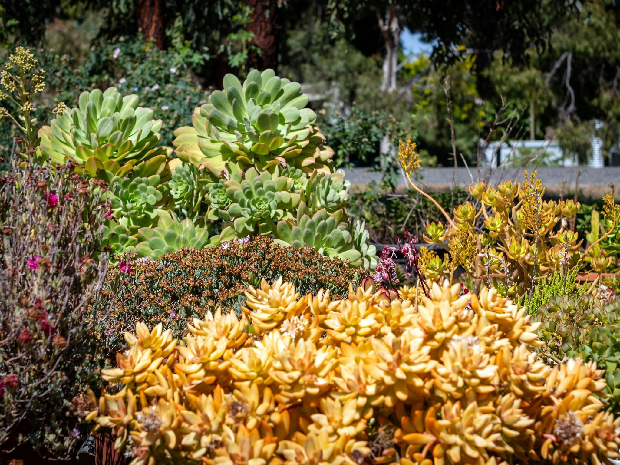 Succulents galore in this waterwise gardens