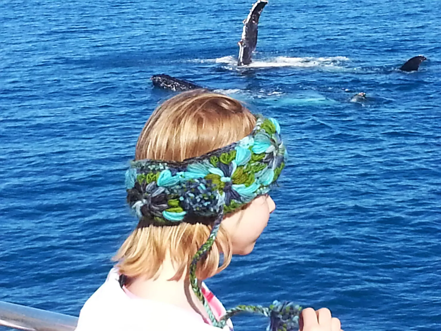 Whales off Straddie