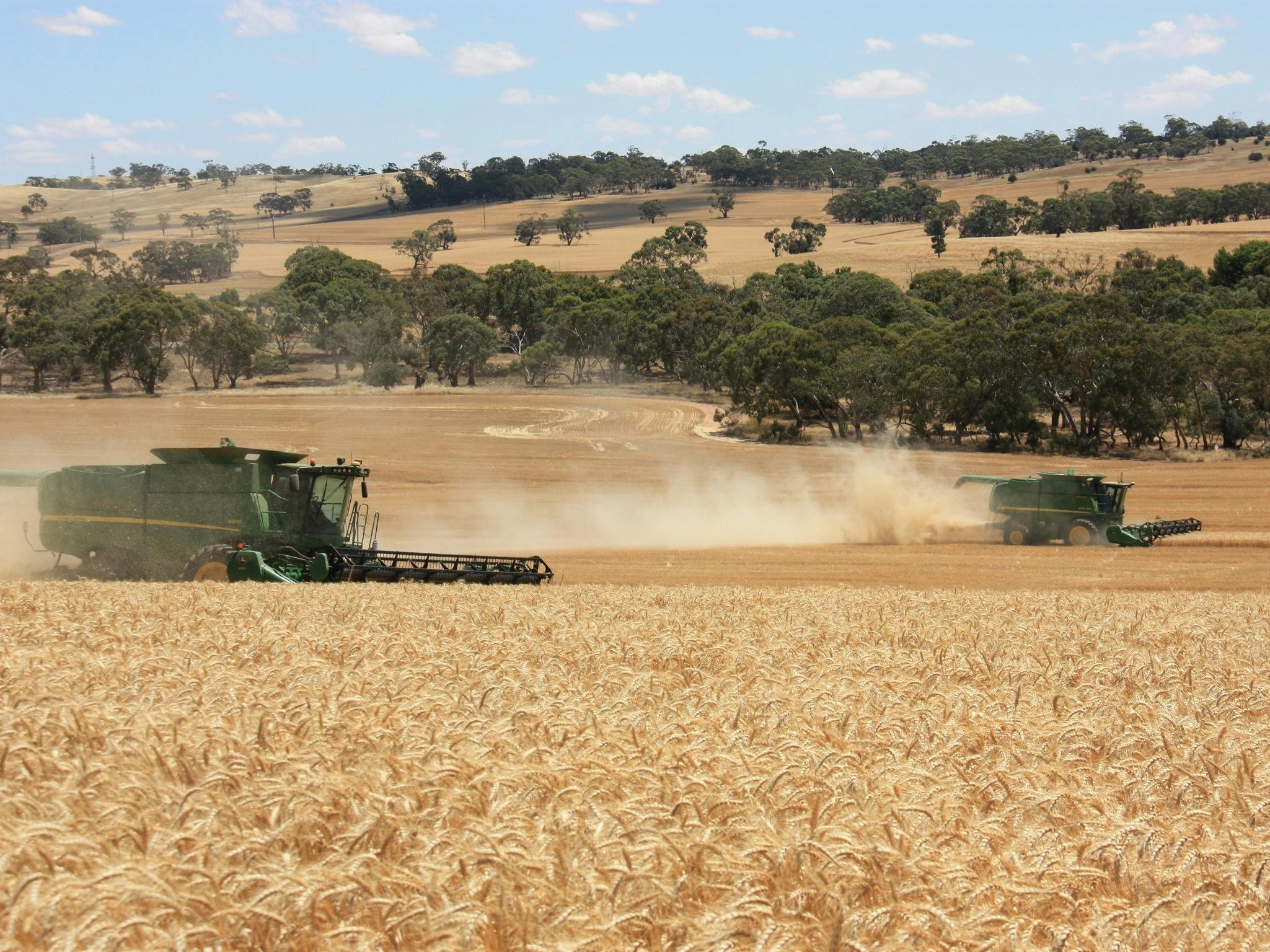 Harvesters working in paddocks at Bungaree