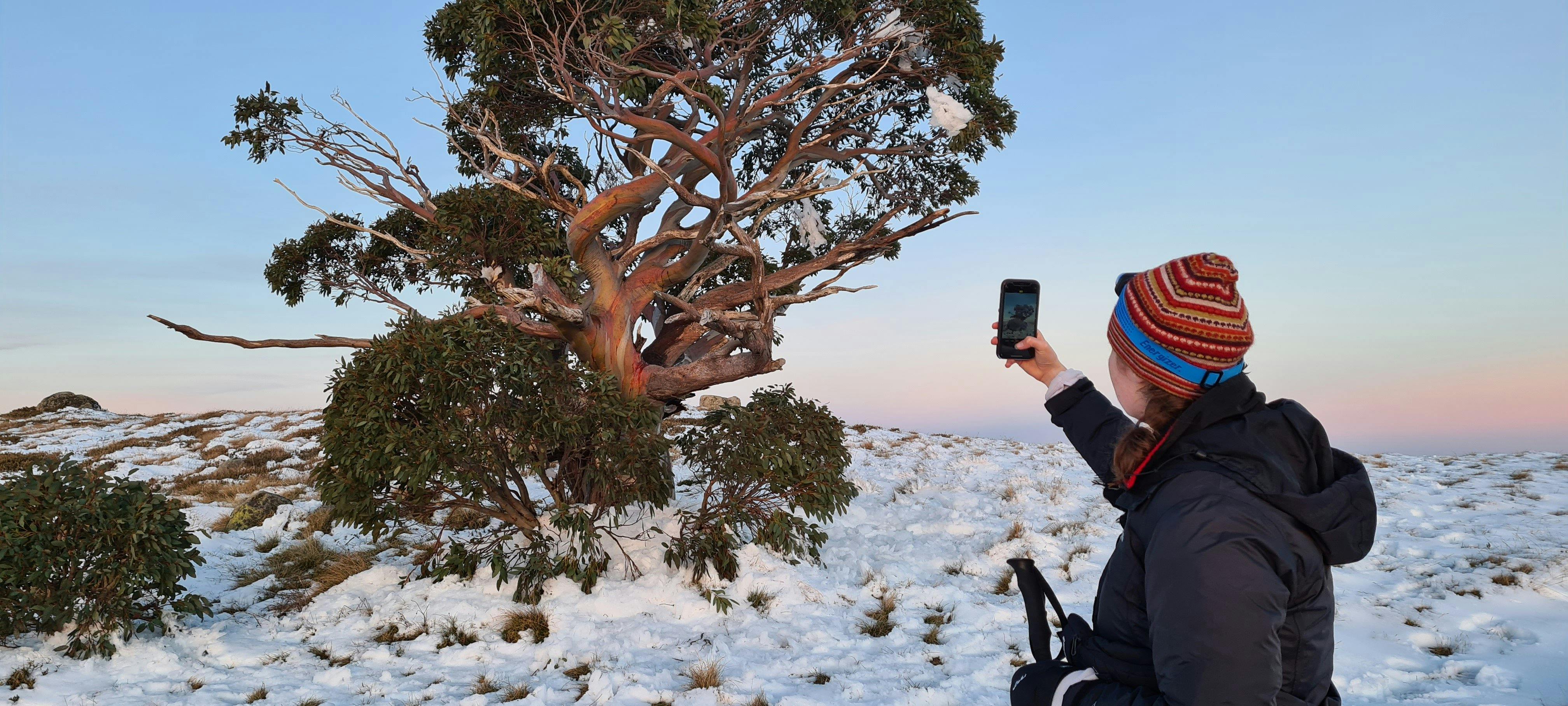 A hiker taking photos of the toughest tree in Australia, located on top of Mt Stirling.