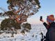 A hiker taking photos of the toughest tree in Australia, located on top of Mt Stirling.