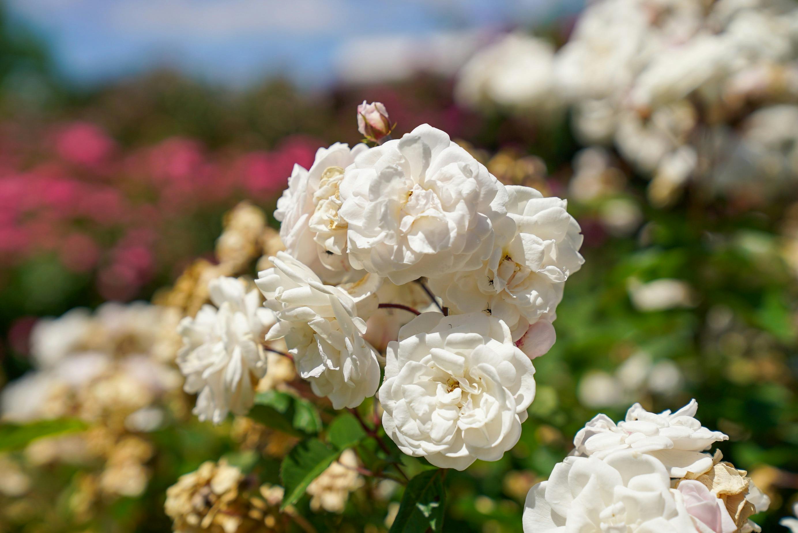 White roses  in a garden