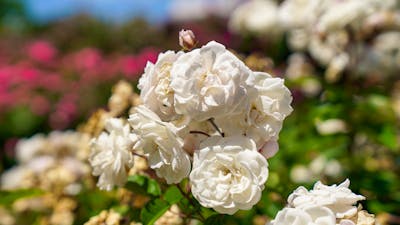 White roses in a garden