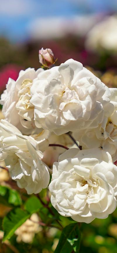 White roses in a garden